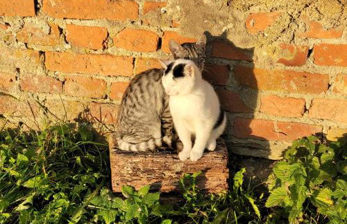 Agroturystyka Nasza Bajka - Foto 8