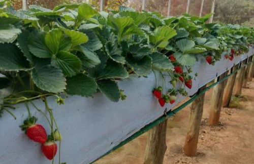 Flat Serra Negra, Bezerros - Foto 42