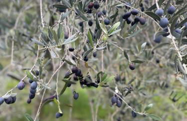 VILLA DEL LUPO: Crown of The Valtellina - Foto 67