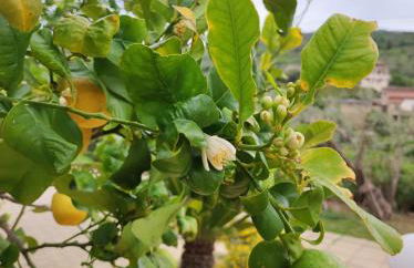 Casa Vacanze La Cuntintizza - Photo 30