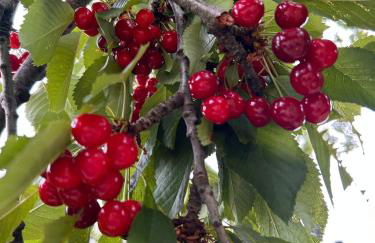 Historic Farmhouse Casa Del Chiodo - Foto 36