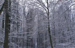 Hemich-Esch - Foto 15