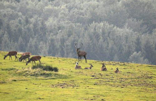 Fewo-Eifel-Morsbach - Foto 42