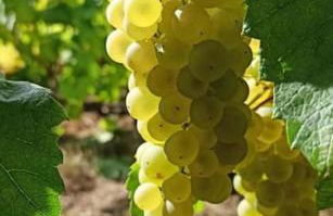 Au cœur du vignoble champenois - Foto 19