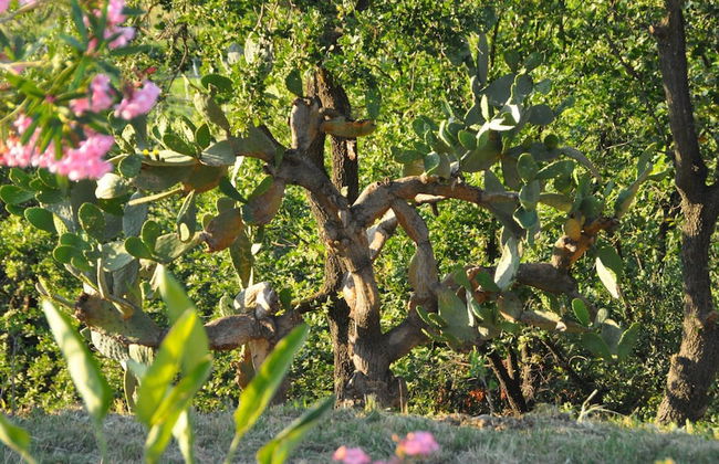 Il Terrazzo sul Sinni - Foto 60