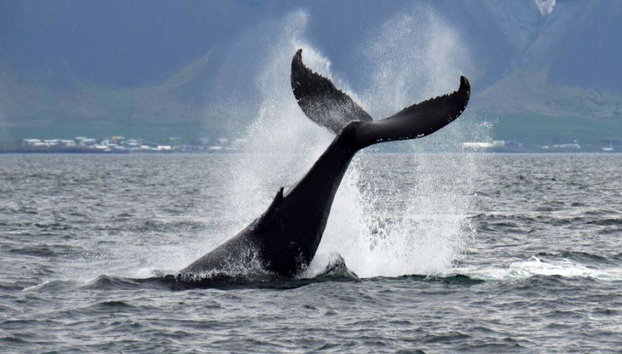 Observation des baleines et spectacle de lave - Photo 4
