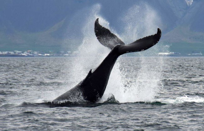 Observation des baleines et spectacle de lave - Photo 4