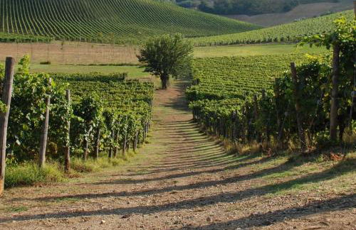 Azienda Agricola La Ghibellina - Foto 18