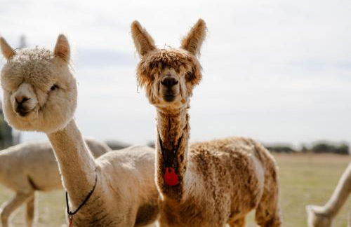 Reethaus 4B - Foto 32