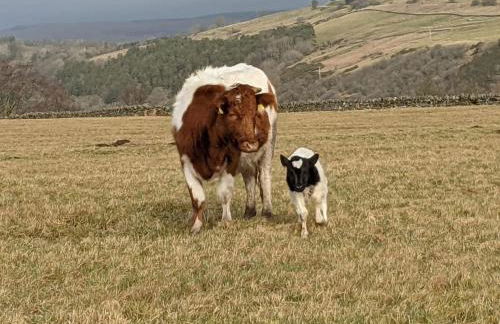 The Bothy at High Frost Hall - Foto 12
