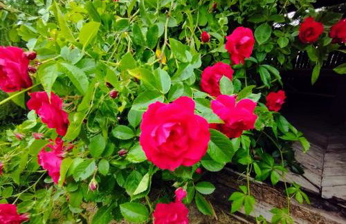 Garden House nad jeziorem Szelment - Foto 20