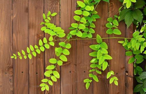 Leśna 6 - House with a garden - Foto 36