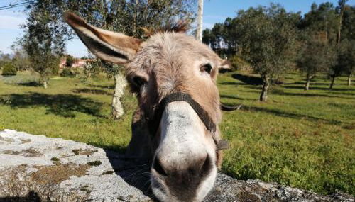 Quinta do Santinho - Foto 3