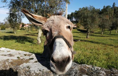 Quinta do Santinho - Foto 3