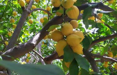 Olive Lemon Biophilic House & Lush Forest Garden - Foto 32