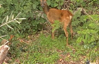 Little Woodside a beautiful New Forest self contained private luxury annexe - Foto 73