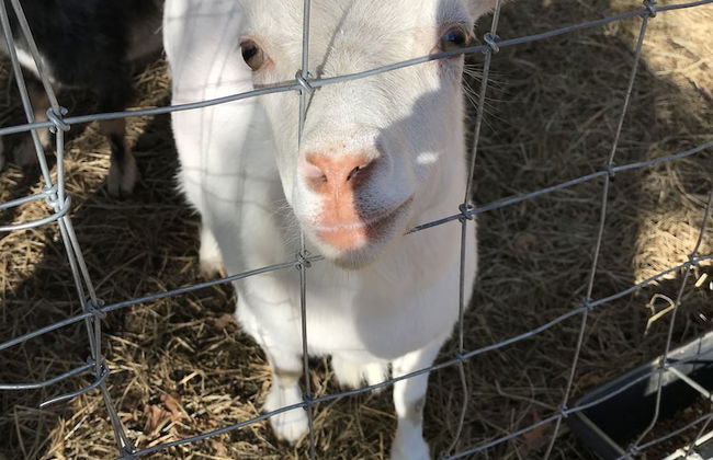 Gingershack Farms - Foto 42