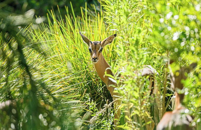 San Lameer Villa 1910 - Photo 21