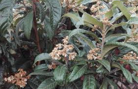 Vivenda da Natureza - Foto 65