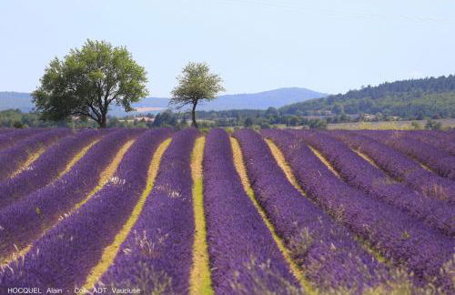 Les Terrasses - Gordes - Photo 79