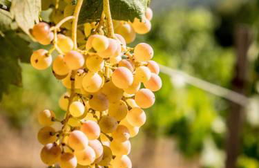 Fattoria Fibbiano - Foto 149