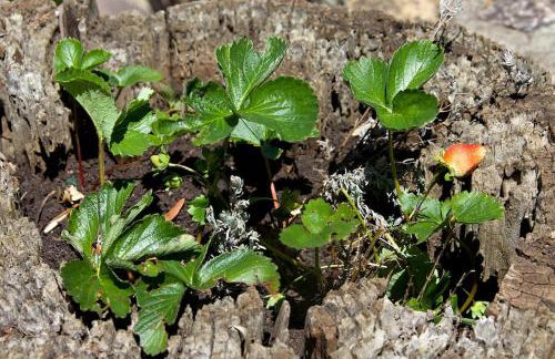 Villa Ginestra a "Casa Conti di Sotto" - Foto 9