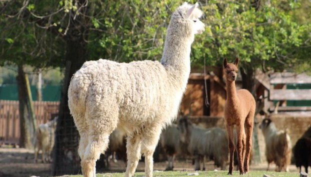 Ravenna: Safari Ravenna Entrance Ticket - Foto 5