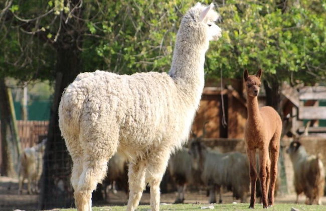 Ravenna: Safari Ravenna Entrance Ticket - Foto 5