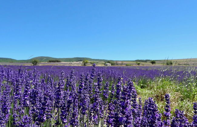Résidence Château Ferrassières - Foto 67