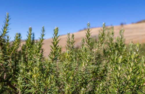 Baglio Saccù apartment & spa - Foto 12