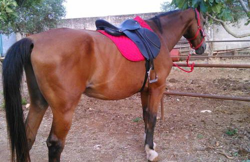 Raffinatissimo Casale in villa storica salentina - Foto 25