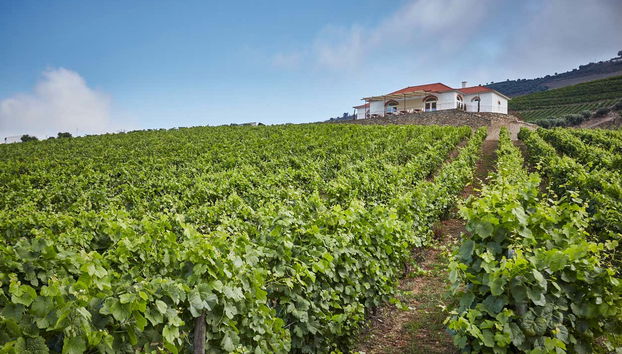 Percorrendo os vinhedos