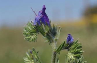 Flor de Laranjeira - Foto 10
