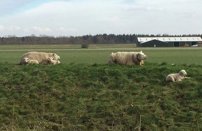 Beautiful Bungalow Near Alkmaar - Photo 24