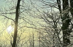 The Grey Lodge at Bosco Verde - Photo 45