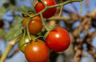 Agriturismo Podere L'Agave - Foto 48