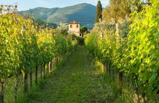 Villa Il Paradisino - Foto 38