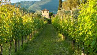Villa Il Paradisino - Photo 1, Garden, Garden view