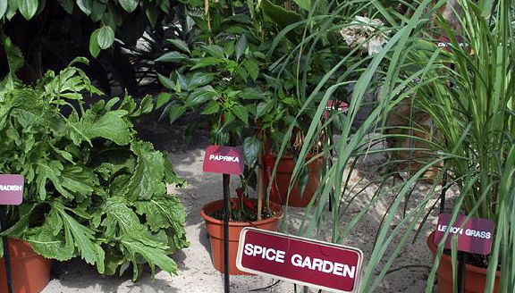 Découvrez Kandy City - Excursion d'une journée - Photo 5