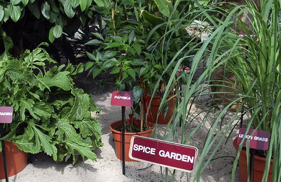 Découvrez Kandy City - Excursion d'une journée - Photo 5