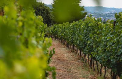 Tenuta Ronco Regio - Photo 16