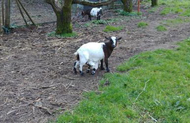 Quinta das Águias - Foto 11