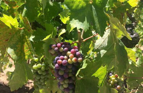 Spacious 4BD 3BA with hot tub, fire pit, and wraparound deck - Foto 41