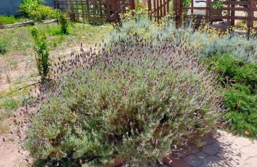 Casa Marina Lu Tuvaraggiu Casa vacanze - Photo 35