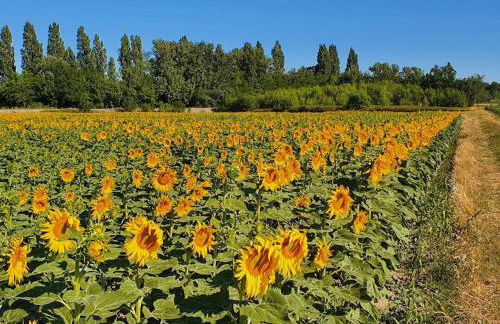 L'Ardeche en Provence avec jardin ombragé - Foto 16