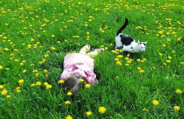 Ferienhaus am Schierbach - Photo 14