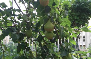 Maison Jardin Proche Paris - Foto 31