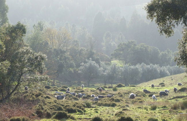 Vumba - The Alembic - Foto 31