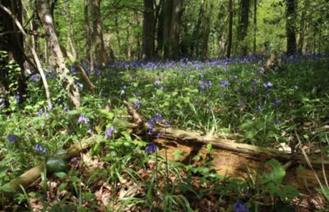 Cotswolds Valleys Accommodation Springfl - Foto 15