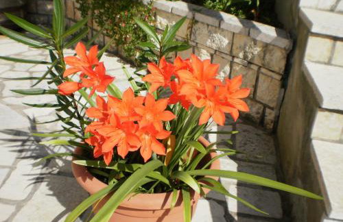 Apartments Pinezić - Foto 45